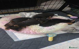 Mixed Breed dogs for sale: 3 chorkie boys left for sale - Image 14