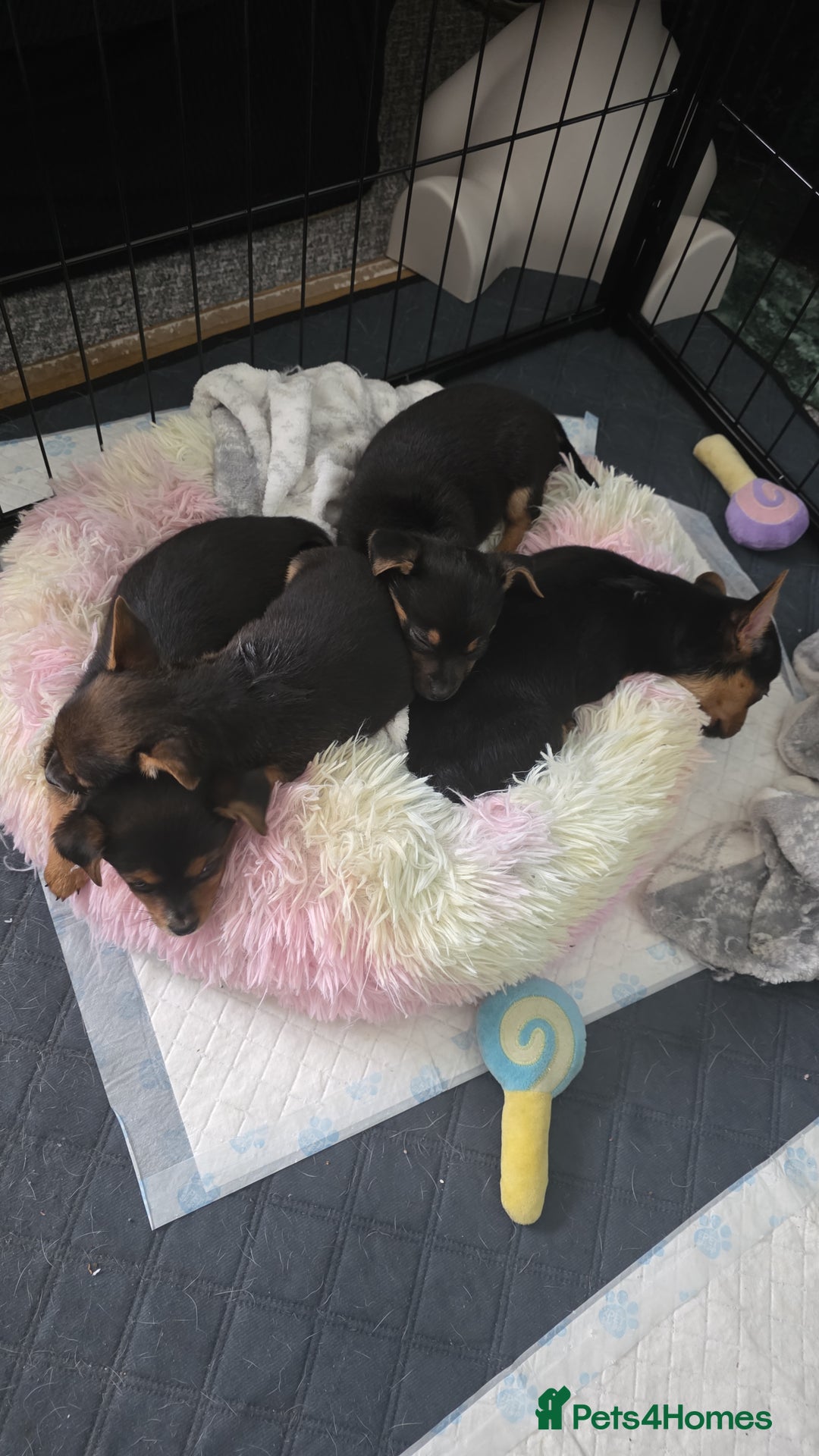 Mixed Breed dogs for sale: 3 chorkie boys left for sale - Image 14