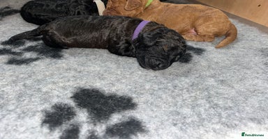 Cockapoo dogs - Advert 9