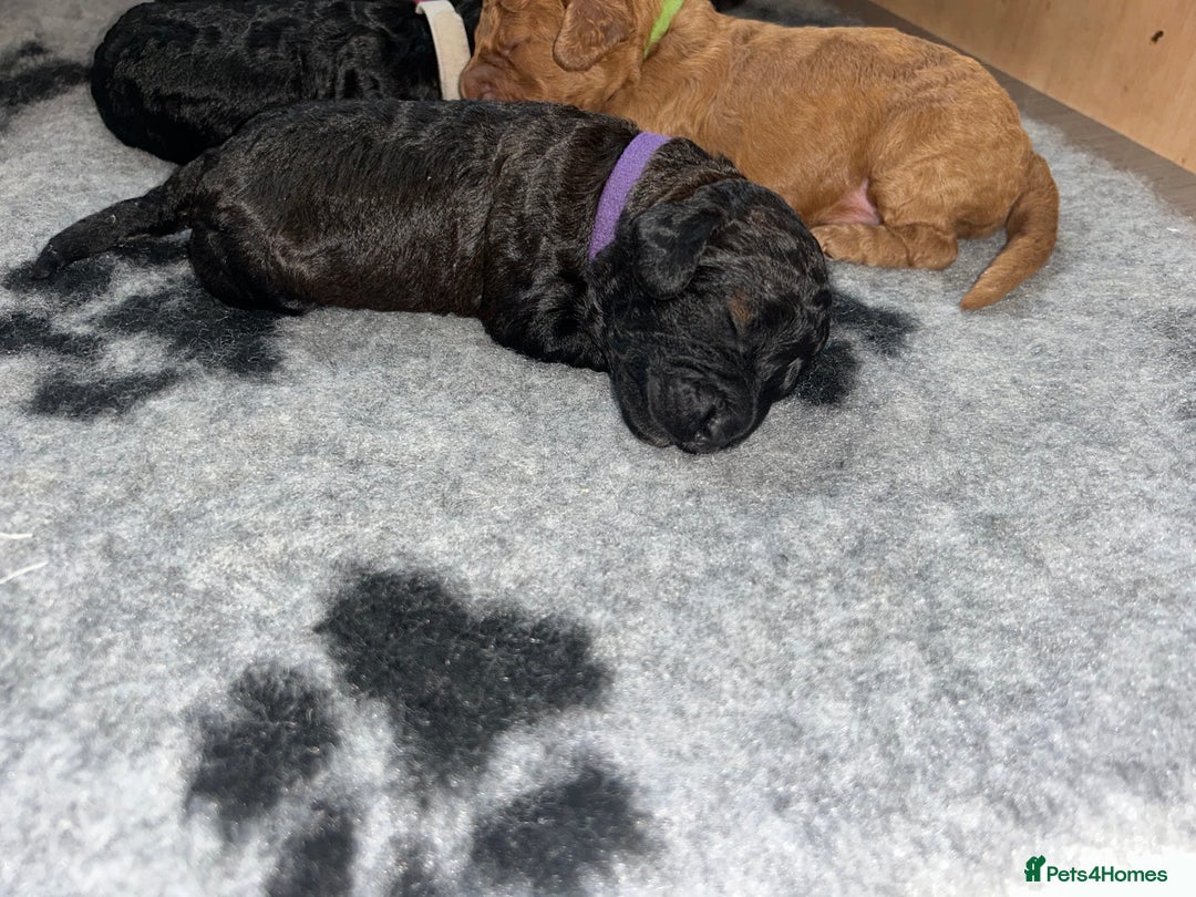Cockapoo dogs for sale: F1b Cockapoo  - Image 2