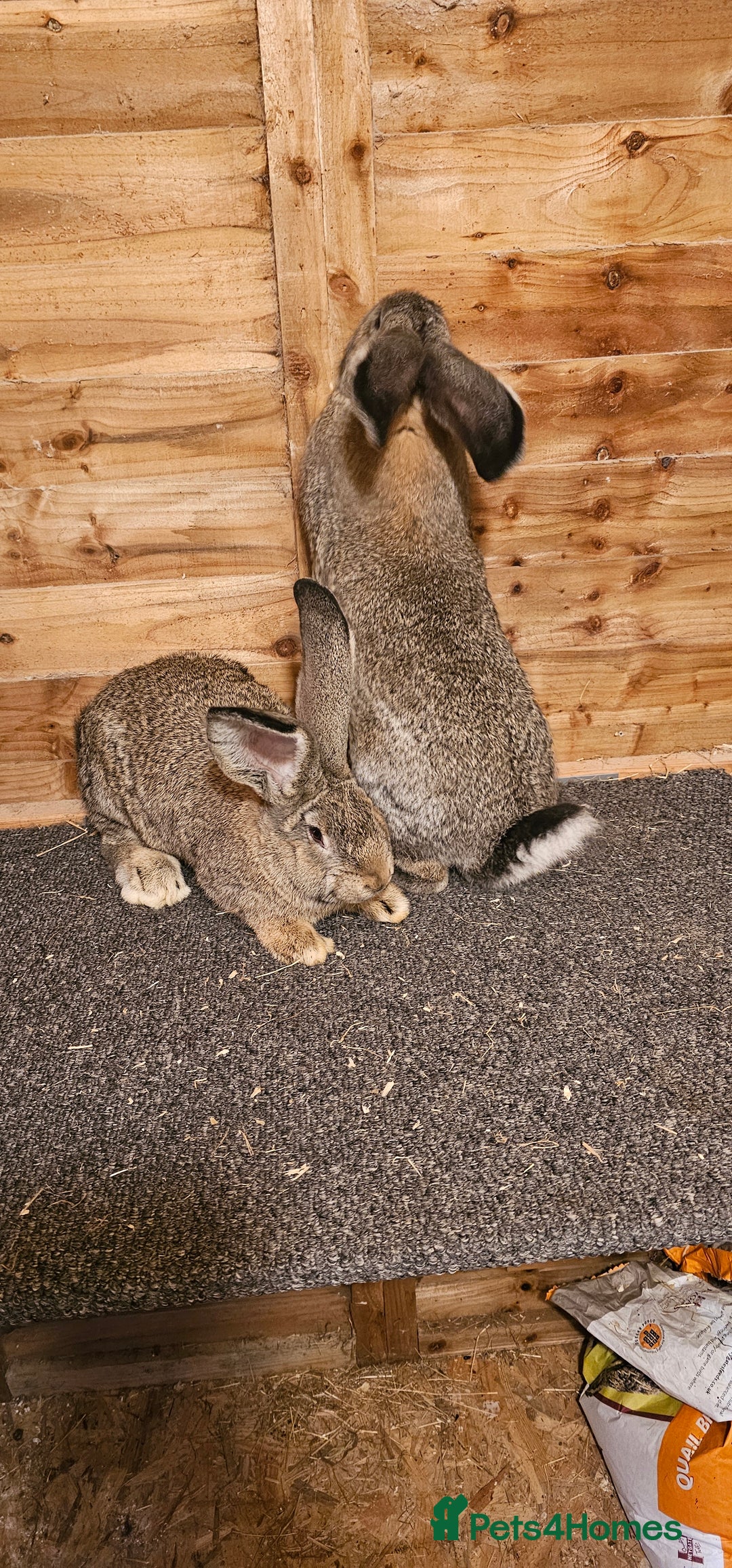 Continental Giant rabbits for sale: Continental giants - Advert 4