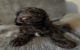 Cockapoo dogs for sale: Gorgeous cockapoo puppies  - Image 13
