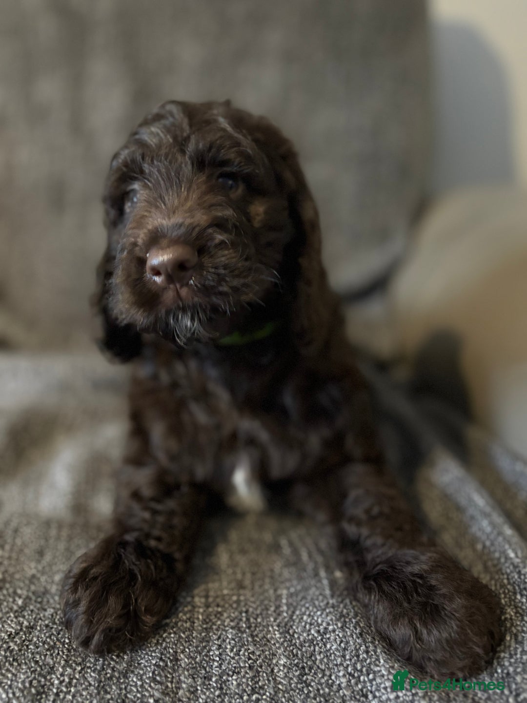 Cockapoo dogs for sale: Gorgeous cockapoo puppies  - Image 13