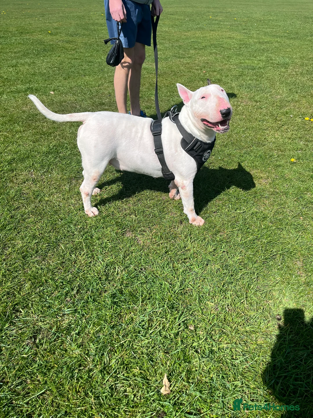 English Bull Terrier dogs for stud: Amazing boy for stud in Liverpool - Advert 18