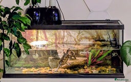 Turtle reptiles for sale: Mississippi turtles, with tank, heat lamp, filter - Image 4