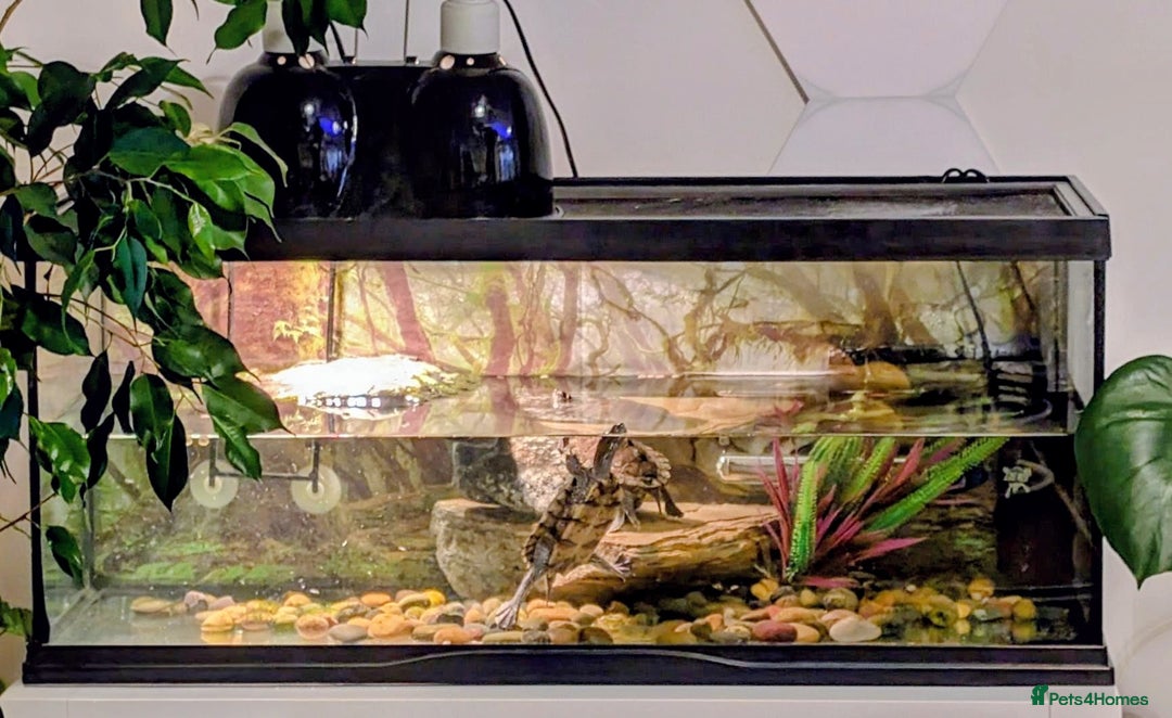 Turtle reptiles for sale: Mississippi turtles, with tank, heat lamp, filter - Image 4