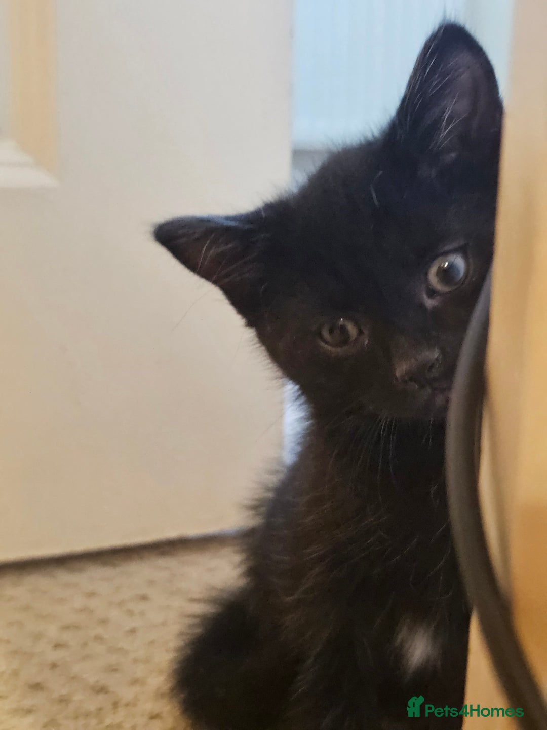 Mixed Breed cats for sale: 3 playful kittens  - Image 12