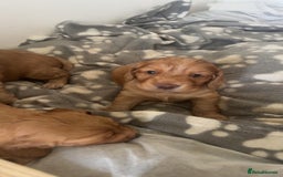 Cocker Spaniel dogs for sale: Working ginger/red cocker spaniels. - Image 1