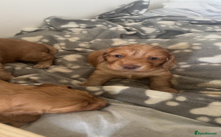 Cocker Spaniel dogs - Advert 12