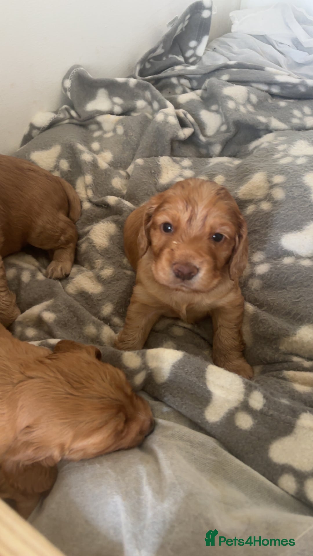 Cocker Spaniel dogs for sale: Working ginger/red cocker spaniels. - Image 1