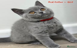 British Shorthair cats for sale: 🐾 Champion Line Blue BSH Kittens GCCF Active 🐾  - Image 17