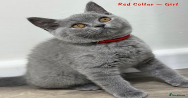British Shorthair cats - Advert 3