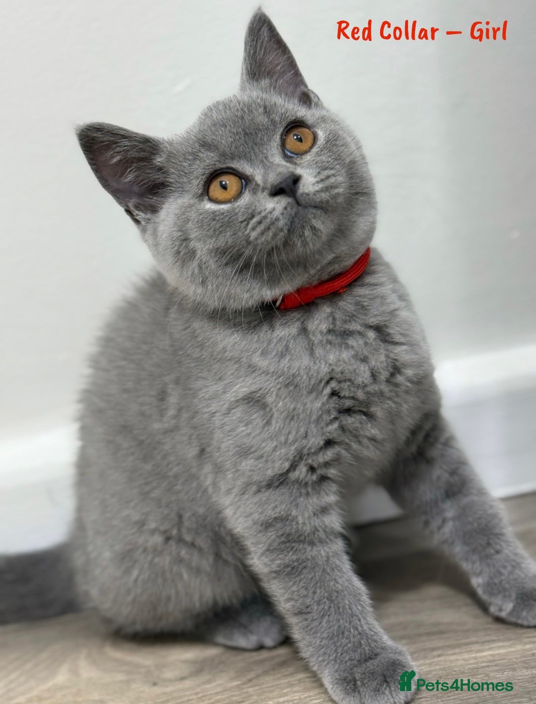 British Shorthair cats for sale: 🐾 Champion Line Blue BSH Kittens GCCF Active 🐾  - Image 17