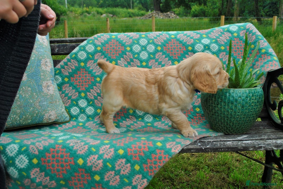 Golden Retriever dogs for sale: 🐾 KC Registered Golden Retriever Puppies 🐾 - Image 17