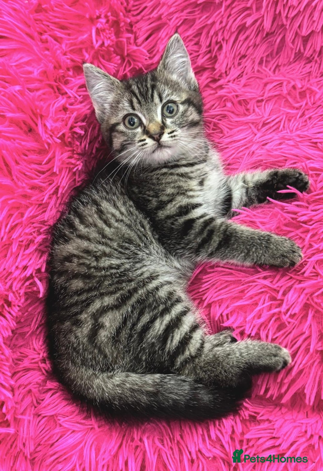 Mixed Breed cats for sale: GORGEOUS FLUFFY KITTENS - Advert 8