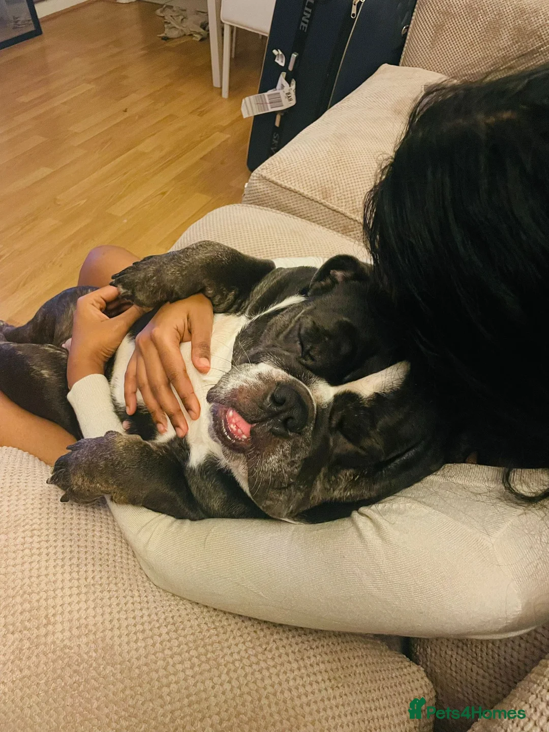 English Bulldog dogs for sale: English Bulldog  - Advert 2