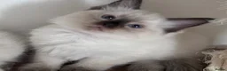 Ragdoll cats for sale: Stunning Ragdoll kittens💙&🩷 - Advert 19