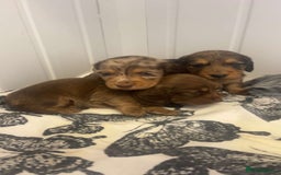 Miniature Dachshund dogs for sale: Long haired dapple miniature Dachsund puppies - Image 5