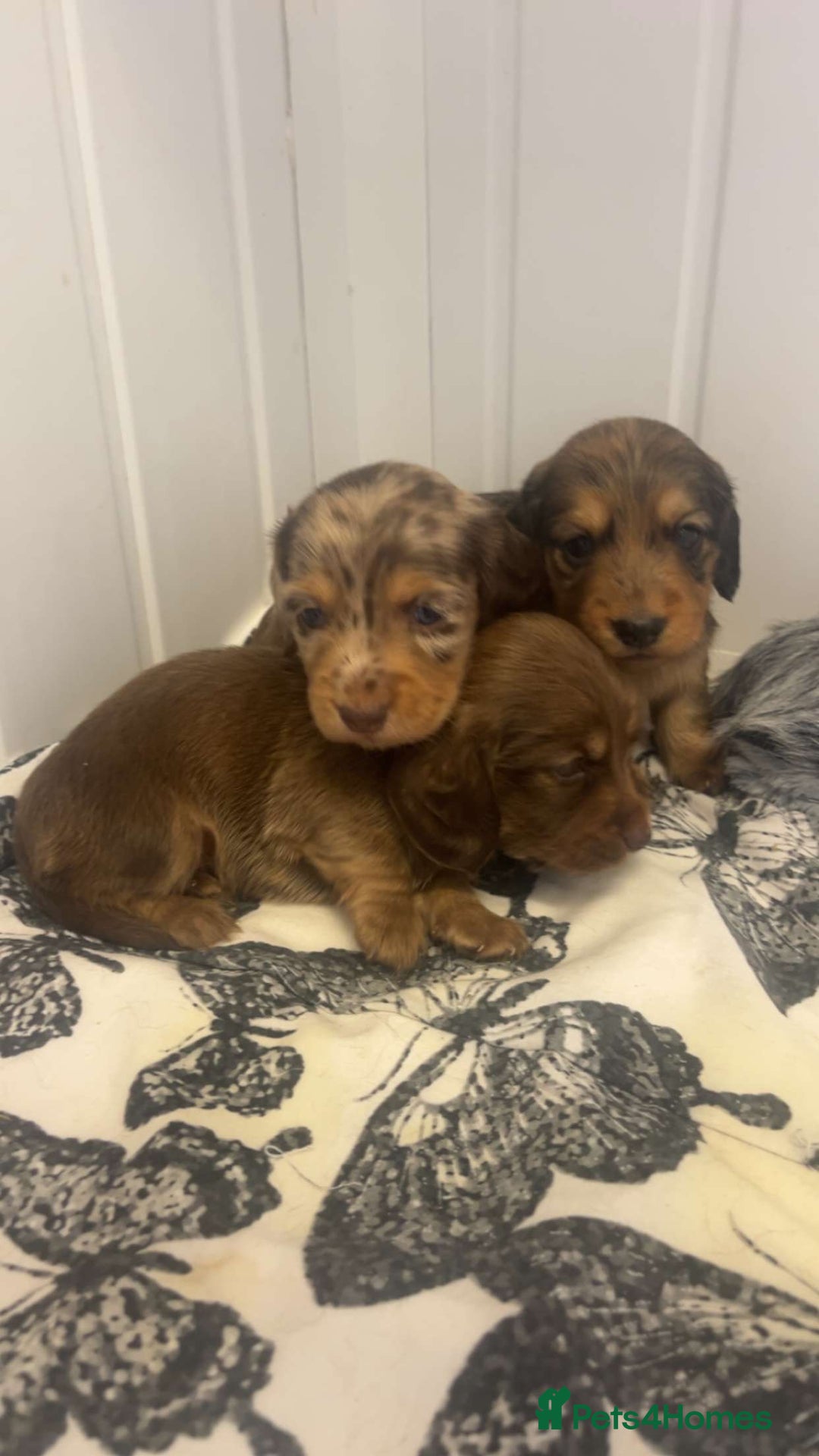 Miniature Dachshund dogs for sale: Long haired dapple miniature Dachsund puppies - Image 5
