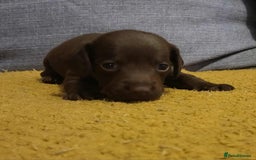 Mixed Breed dogs for sale: Dachschund x doxipoo puppies - Image 21