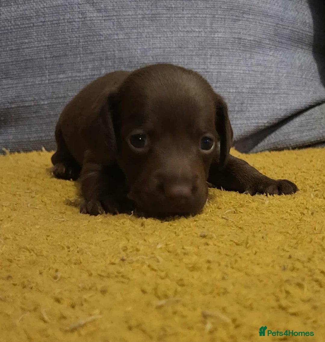 Mixed Breed dogs for sale: Dachschund x doxipoo puppies - Image 21