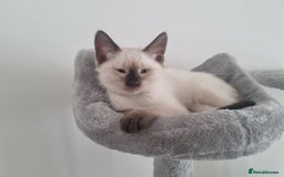 Ragamese cats for sale: Ragamese ragdoll siamese vaccinated, microchipped - Image 5