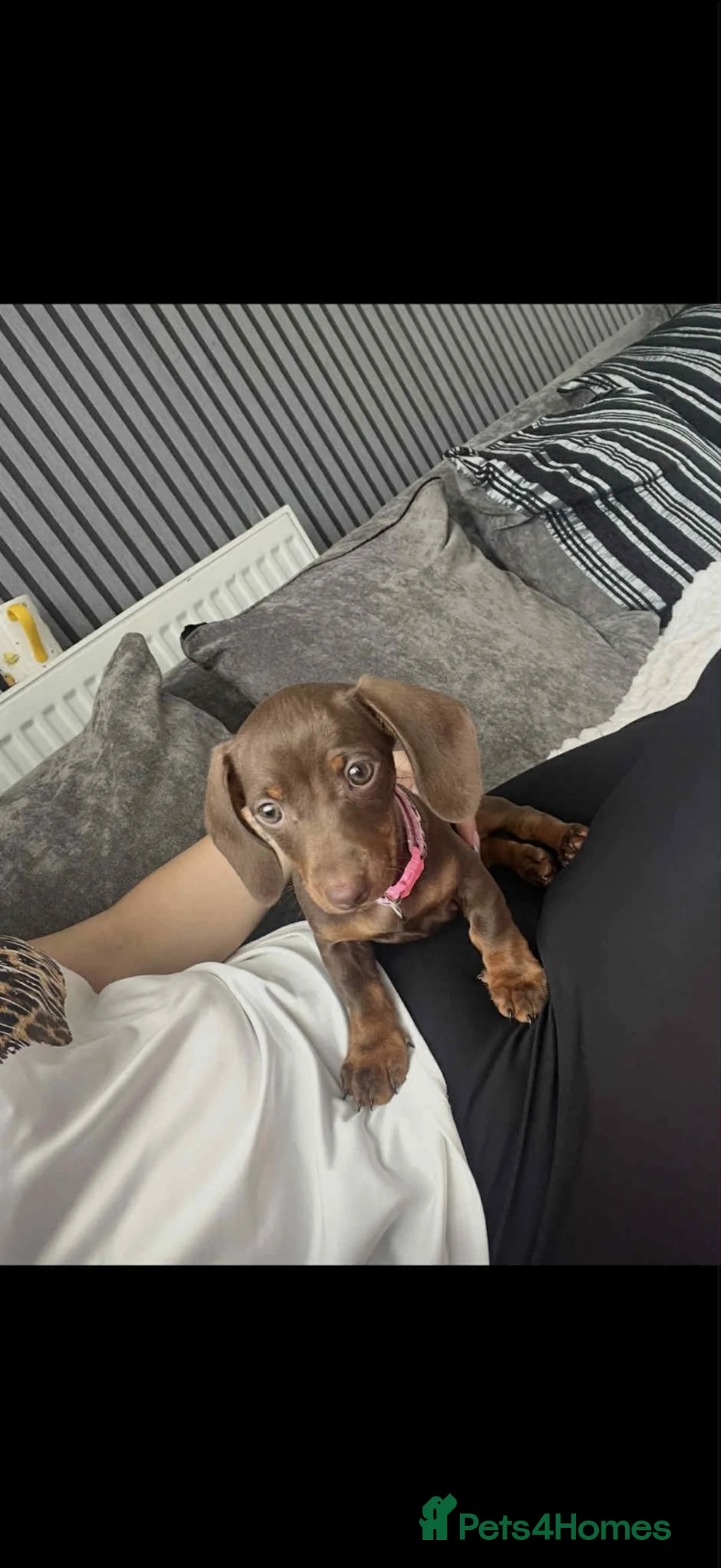 Miniature Dachshund dogs for sale: Minature dachshund  in Oldbury - Advert 5