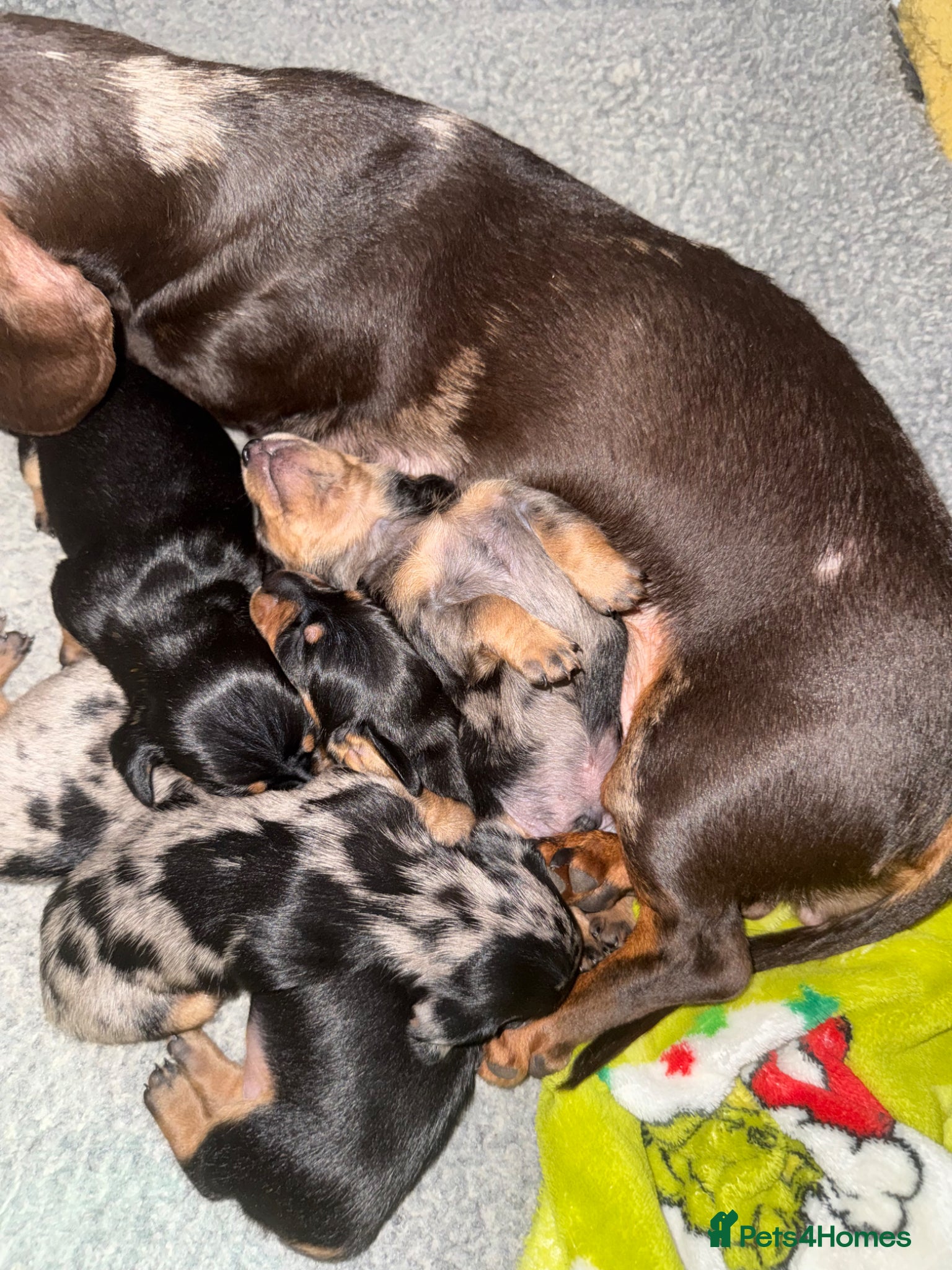 Miniature Dachshund dogs 1 girl left  - Advert 7