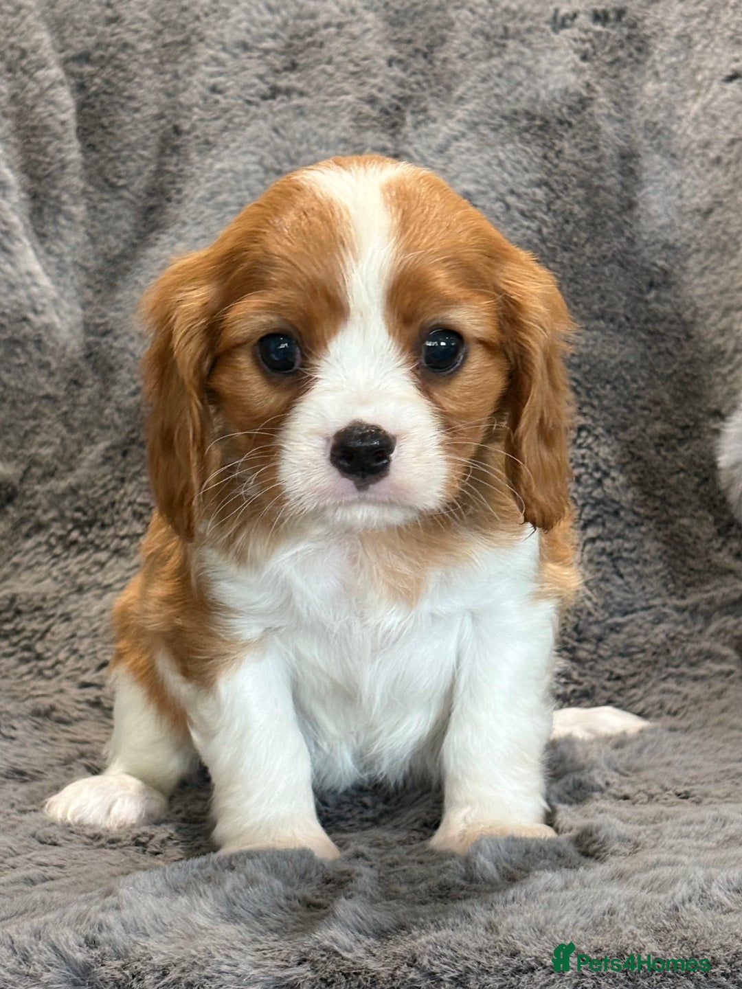 Cavalier King Charles Spaniel dogs for sale: Health Tested cavalier puppies  - Image 26