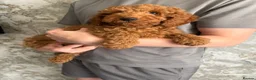 Miniature Poodle dogs for sale: Beautiful Red Miniature Poodle Boy – 4 Months Old  in Rochdale - Advert 2