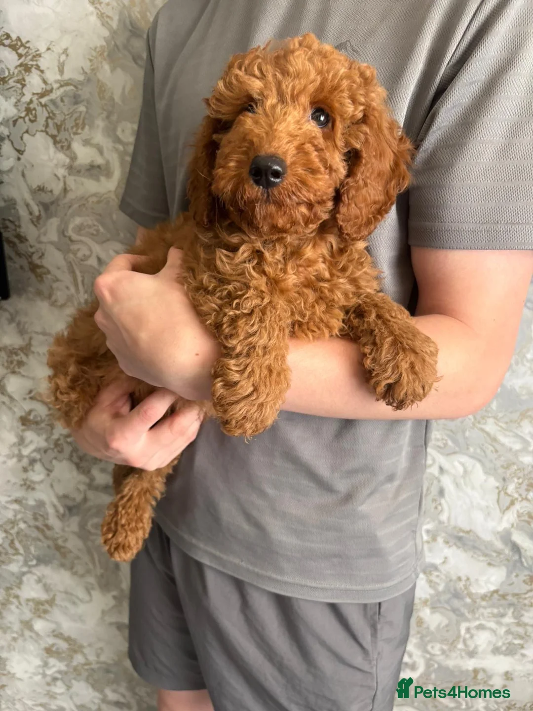 Miniature Poodle dogs for sale: Beautiful Red Miniature Poodle Boy – 4 Months Old  in Rochdale - Advert 2