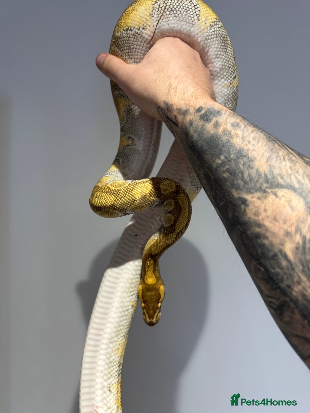 Python Snake reptiles for sale: Various Royal/ Ball pythons - Image 12