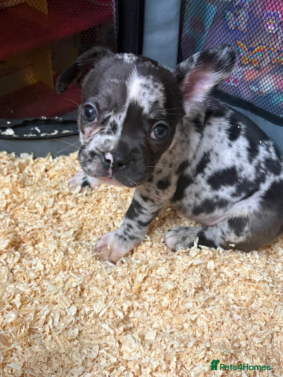 French Bulldog dogs for sale: French bull dog puppys - Advert 1
