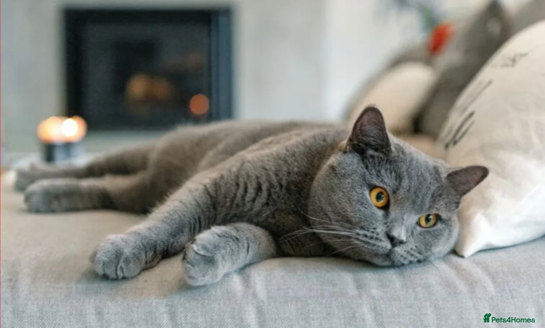 British Shorthair cats for stud: Male active British shorthair  - Advert 3