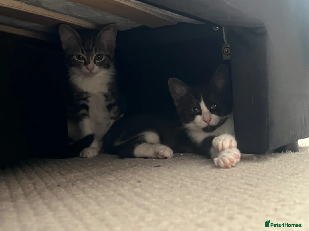 Mixed Breed cats for sale: Maine Coon × Ragdoll Kittens – Ready Now 🐾 - Advert 2