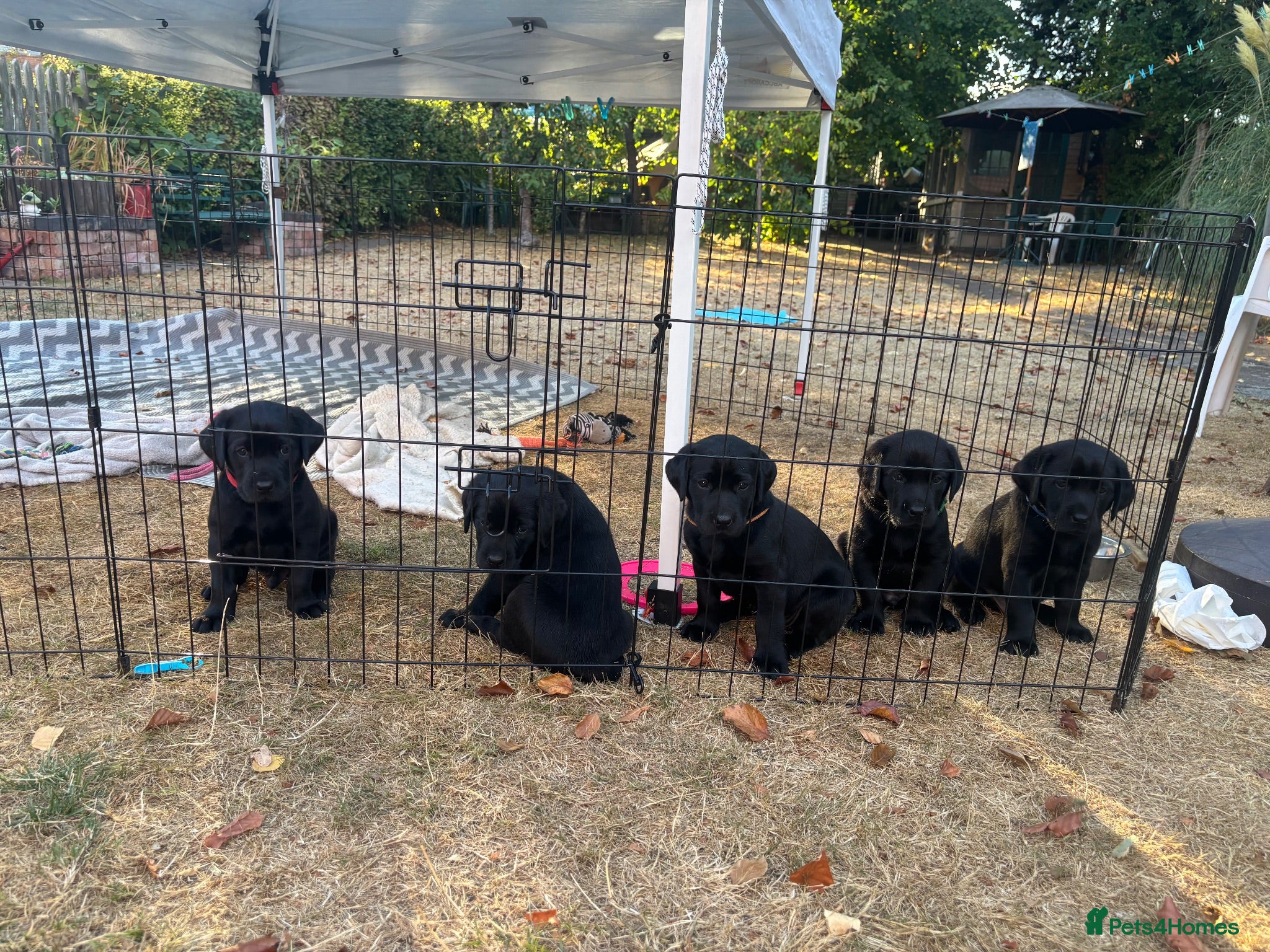 Labrador Retriever dogs Black Labrador puppies KC, dna tests, great scores - Advert 2