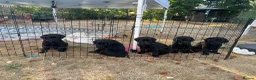 Labrador Retriever dogs for sale: Black Labrador pups, KC, dna tests, great scores - Advert 12