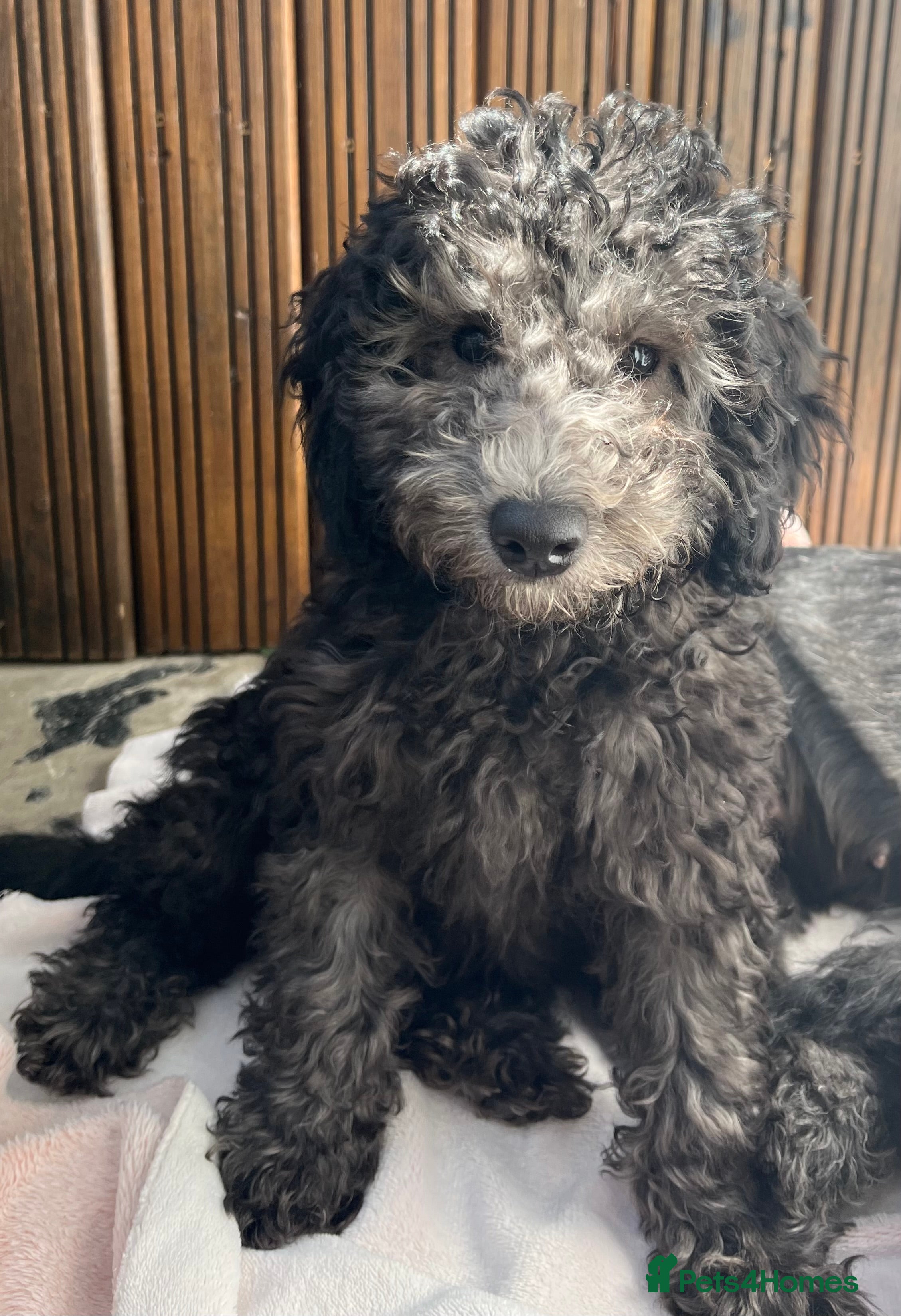 Cockapoo dogs Cockapoo Puppies  - Advert 17