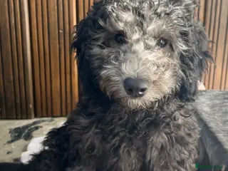 Cockapoo dogs Cockapoo Puppies - Advert 17