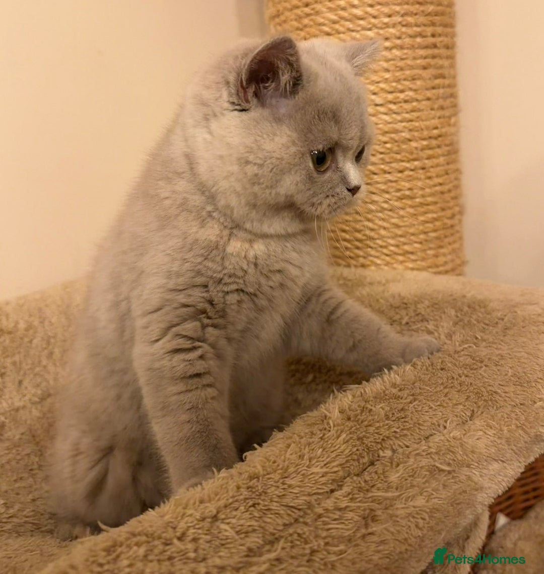 British Shorthair cats for sale: Lilac Tortie British Shorthair Female - Advert 13