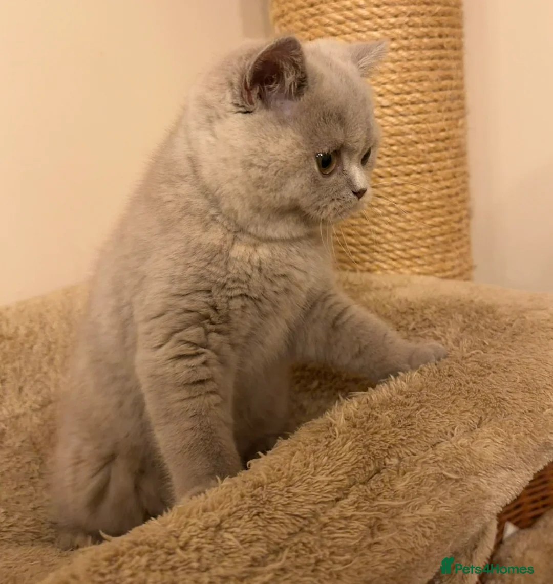 British Shorthair cats for sale: Lilac Tortie British Shorthair Female - Advert 13