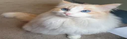Ragdoll cats for sale: Beautiful Ragdoll kittens - Advert 24