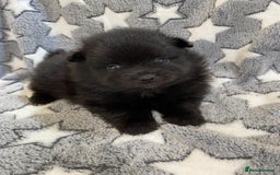 Pomeranian dogs for sale: Pomeranian puppies - Image 14