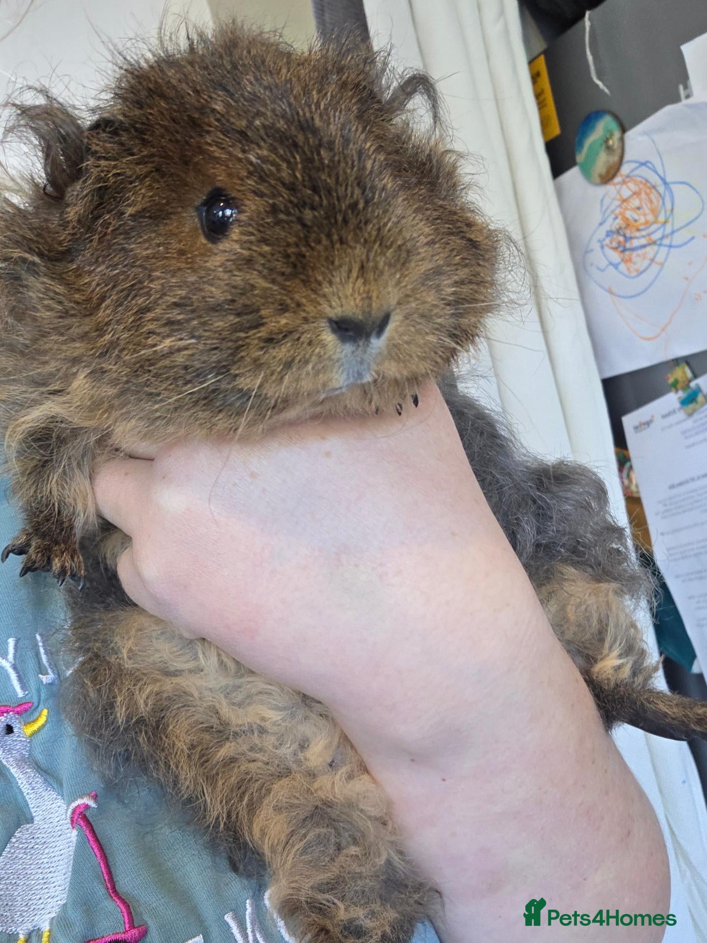 Guinea Pig rodents Toffee - 1 year old - Advert 1