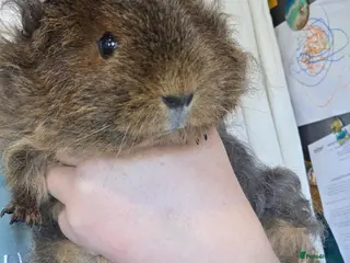 Guinea Pig rodents Toffee - 1 year old - Advert 1