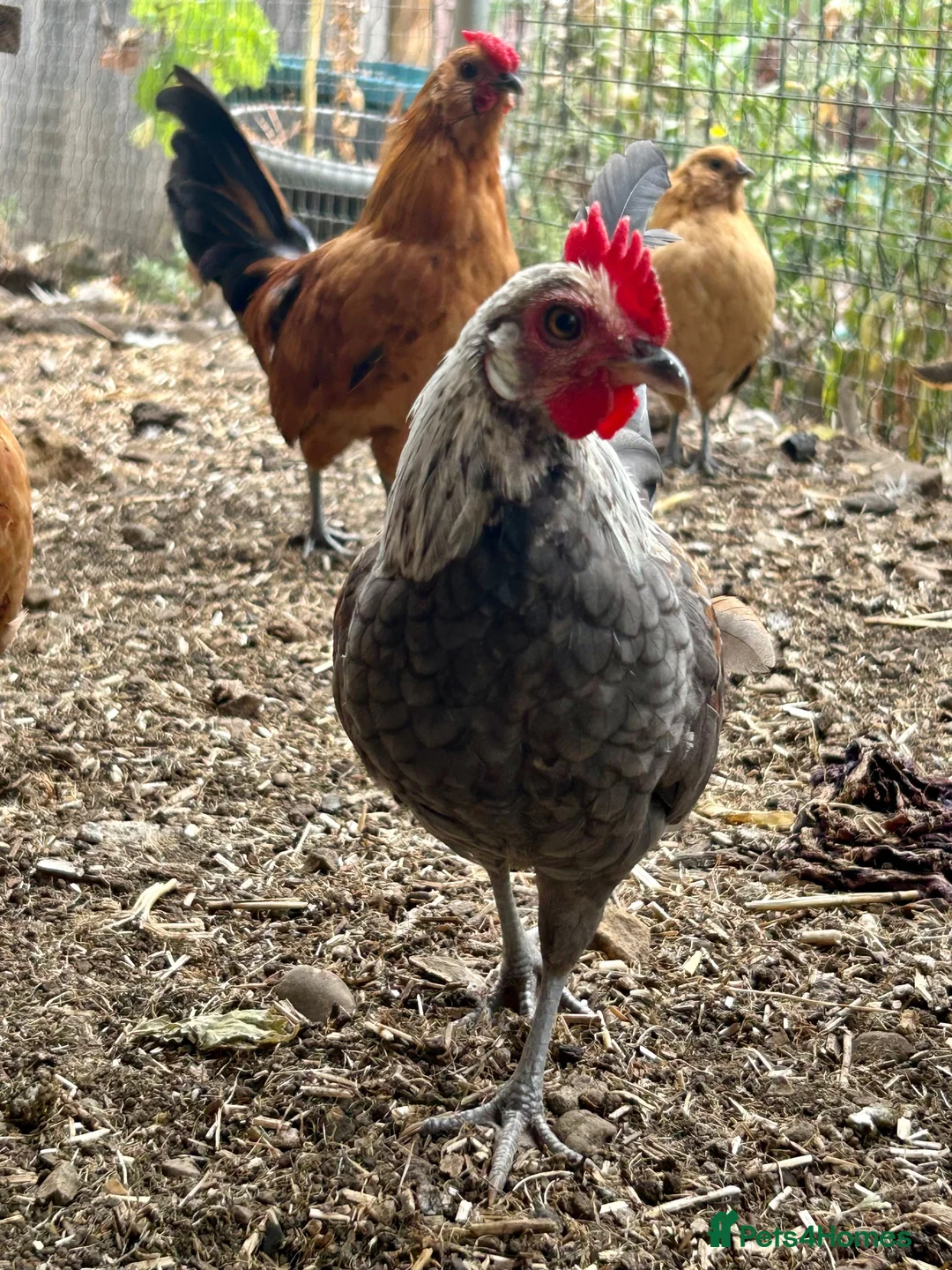 Chickens poultry for sale: Barbu d’Anver and Dutch bantam in Banbury - Advert 2