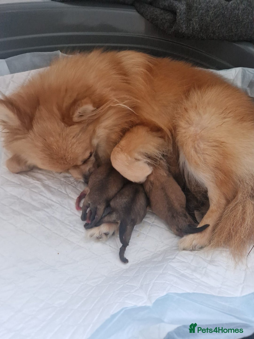 Pomeranian dogs for stud: Kc Pomeranian Male For STUD DUTIES - Advert 11