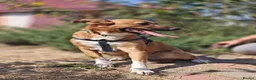 Mixed Breed dogs for adoption: ❤️🐶 LIRA – THE SOFTEST HEART - Advert 14