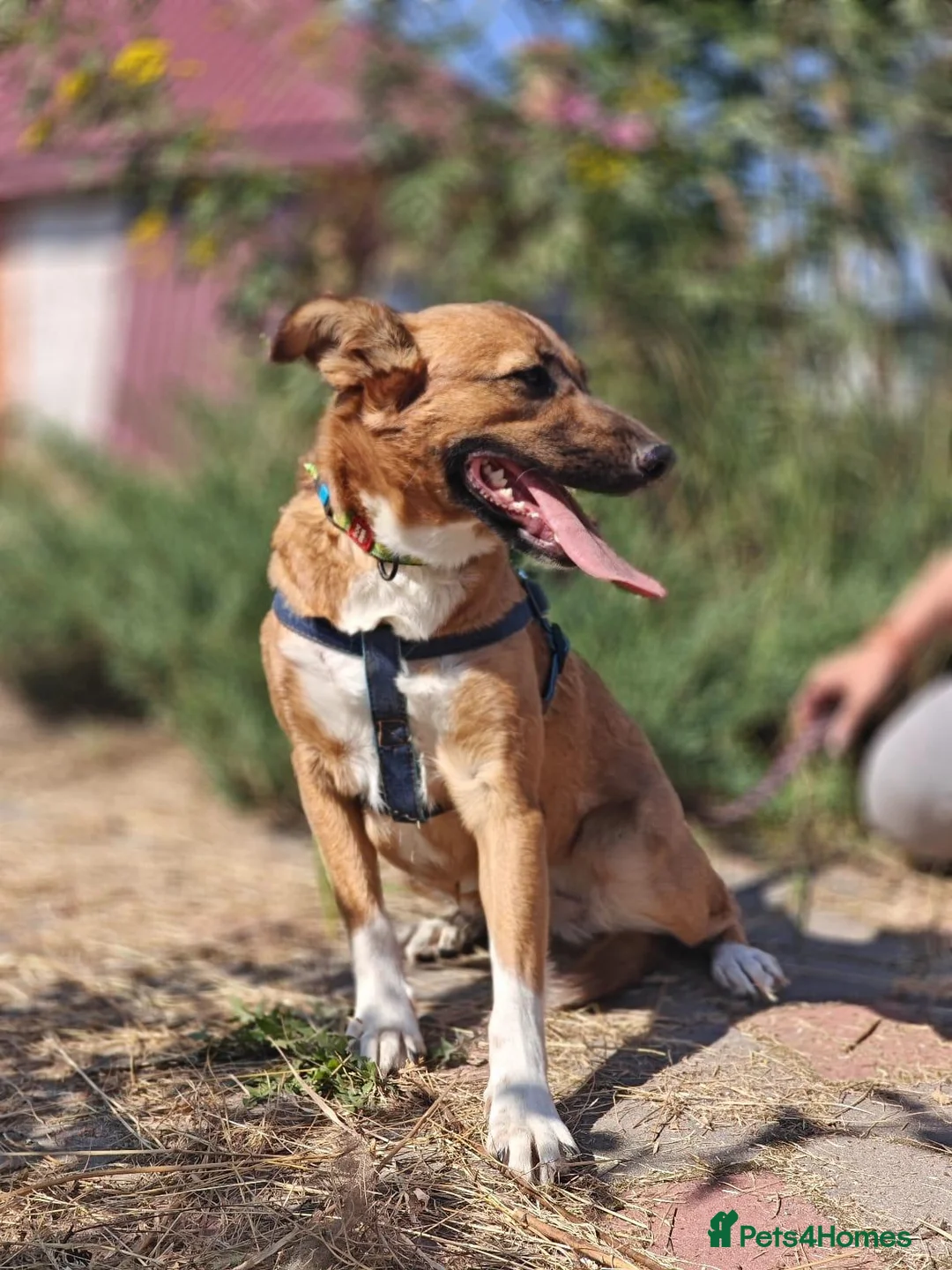 Mixed Breed dogs for adoption: ❤️🐶 LIRA – THE SOFTEST HEART - Advert 14