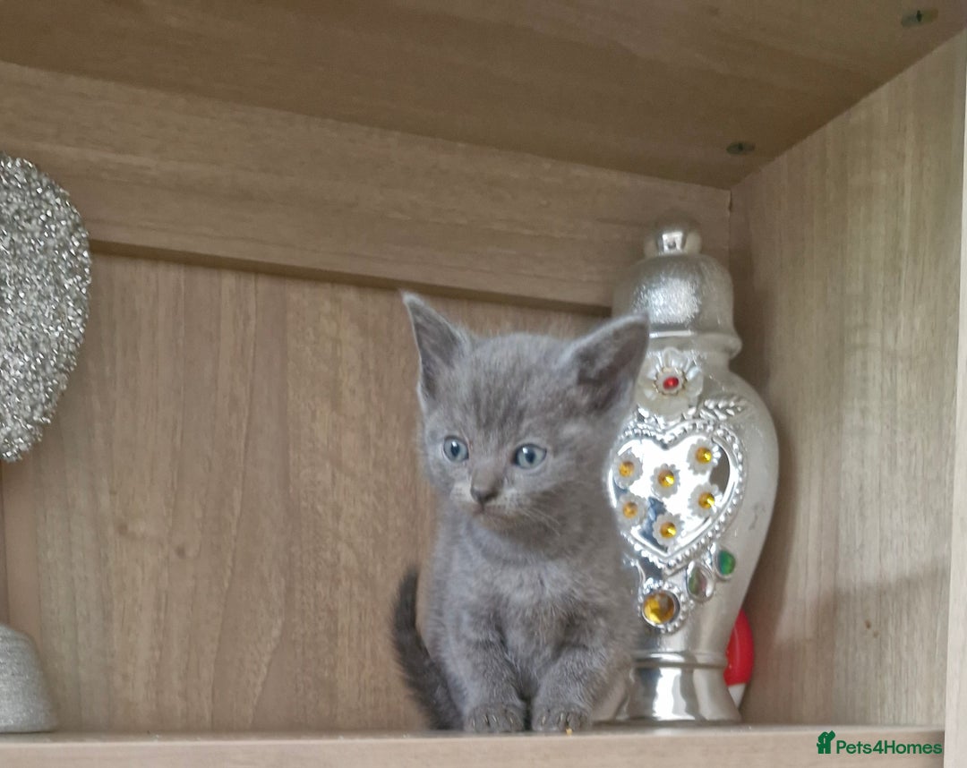 British Shorthair cats for sale: Very beautiful British Shorthair Kittens  - Image 4